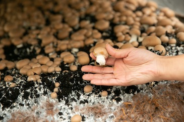 The young lady tried a fresh brown mushroom raw.