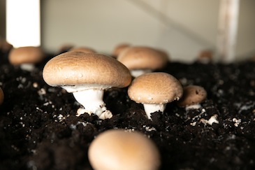 巨無霸蘑菇是挑選有潛力的個體培育而成的。