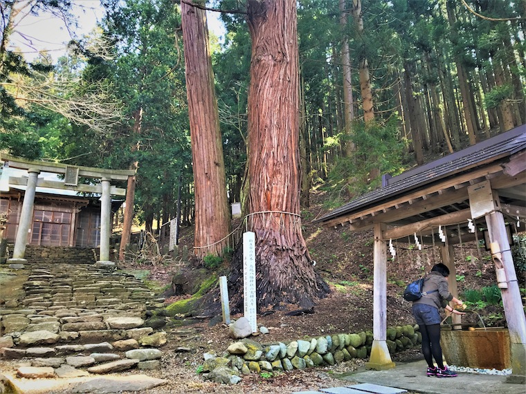 Purification before visiting a shrine. The symbolic sacred tree is named Meoto sugi (twin wedded cedars).