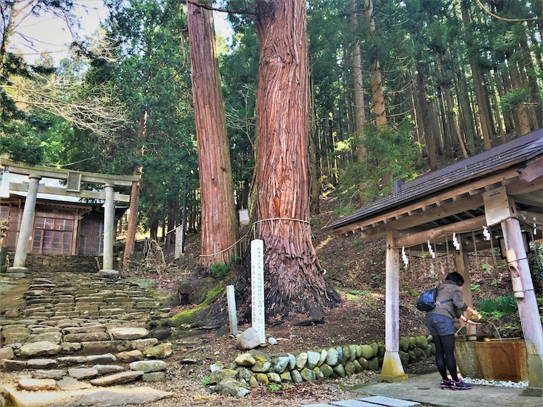 お参りの前にはしっかりとお清めをします。夫婦杉と言われる御神木が迎えます。