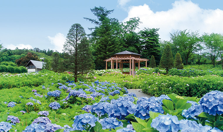 東山公園（あじさいの杜）